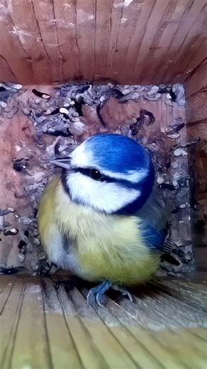 This tiny bird uses its claws to grip on the side of this nest box #wildlife #birdwatching #nature #birdhouse #birds | Nest Box Live