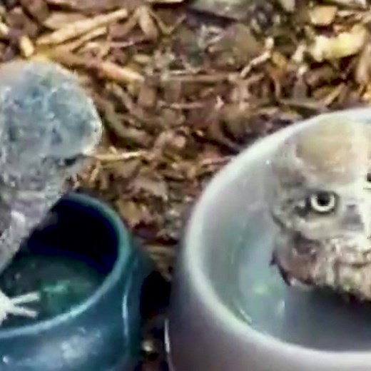 This baby owl taking a bath is too cute! 🦉 (via Daily Picks and Flicks) | Yahoo