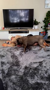 22K views · 566 reactions | Daily bully playtime serotonin boost! #bullybreed #dog #puppy #americanbully #staffy #dogs #pup | Lulu & Tuktuk | Facebook