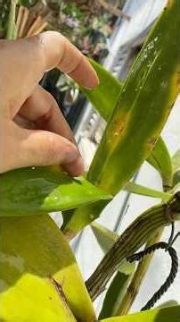 Cattleya Guttata #orquidias #orchid #plants Colchonila😞
