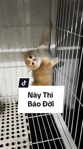 Má Ơi ? Nó Báo Nữa Rồi 😂 #xuhuong #meogolden #cat #meodethuong #MèoTênMỡ #catlover #meocam #meoanhlongngan