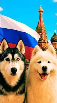 The 10 most famous Russian dogs #dog #russian