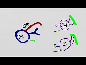 Cell Mediated Immunity CD4