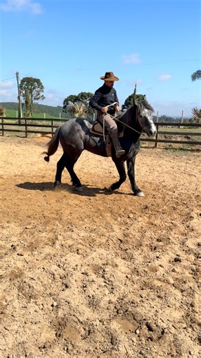 Daniel Cruz Doma e Treinamento on Instagram: "Primeiras cruzadas do potro percheron #domaprogressiva #percheron #tordilho"