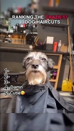 Ranking The Craziest Dog Haircuts 🐕 🐶 #dog #dogs