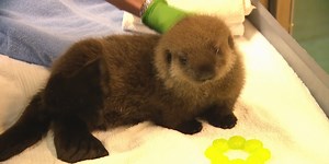 The Minnesota Zoo saves two orphaned sea otter pups