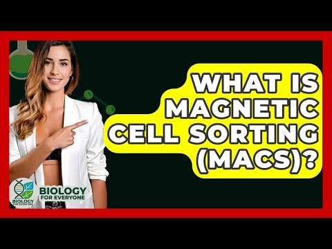 What Is Magnetic Cell Sorting (MACS)? - Biology For Everyone