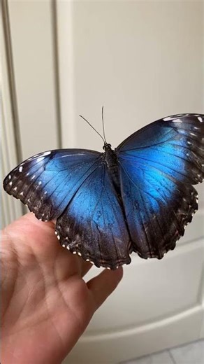 How Do Frogs Communicate? #shorts