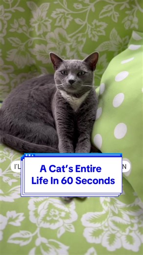 Understanding a Cat's Life Cycle in 60 Seconds