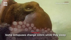 Watch octopuses change color while they sleep