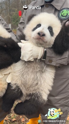 Two pandas are auditioning two different topics. One performs "having a secret and can't wait to tell someone," and the other performs "seething silently in the corner." Which panda's performance catches your eye? (Can Yang & Qing Yang) #HiPanda #PandaMoment #CCRCGP #PandaLife #cute #panda For more panda information, please check out: https://en.ipanda.com | iPanda