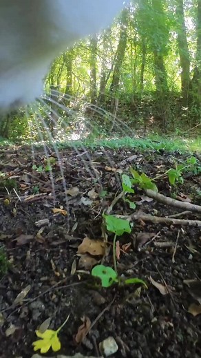Ros found dirty water 🤢 #catpov #cats #funnycat | Ros Adventure Cat