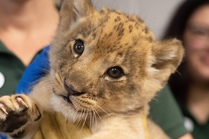 14K views · 548 reactions | Arnold and Kali's two male lion cubs hit a big milestone with their first health check and vet exam! Vets and animal care staff thoroughly checked these feisty two by weighing them, examining their teeth, ears and eyes and administering their first round of vaccinations. While they’re still not ready to go out in their habitat just yet, our vets and animal care staff are very pleased to give both of them a clean bill of health! | Audubon Zoo | Facebook