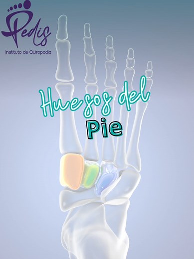 Anatomía del pie humano: Estructura y función
