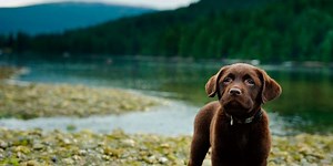 Chocolate Labradors have a shorter life expectancy than yellow or black Labs – here's why