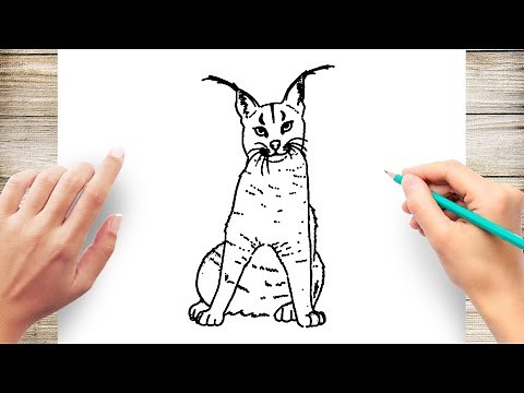 How to Draw A Caracal Cat
