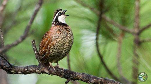 100K views · 953 reactions | Many hunters and landowners ask why...