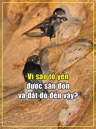Giá trị dinh dưỡng của tổ yến và lý do giá cao