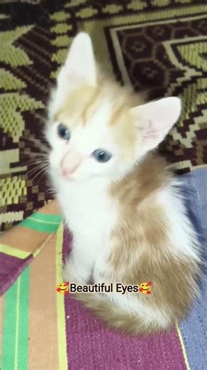 Kitten's Beautiful Eyes🥰#kittenlove #babycat #cutekittenworld #cuteeyes
