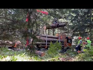 Forestry in Bosnia and Herzegovina | liveSciences³