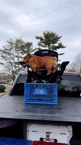 Unstoppable 😍 | Bulldog Lovers