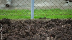 A farmer is spreading around the well-rotted manure using a garden fork and he will leave it to dry. Close-up shot.