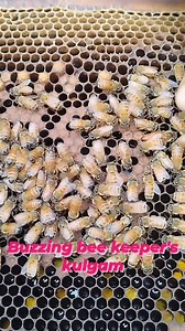 The queen bee of Apis mellifera, the Western honey bee, is a majestic and fascinating creature. She is the largest bee in the colony and the only fertile female, with a slender body and a distinctive elongated abdomen. The queen's primary role is to lay eggs, with some queens producing up to 2,000 eggs per day, ensuring the colony's survival and growth. She is also responsible for the colony's social hierarchy and cohesion, emitting pheromones that regulate the behavior and development of the wo