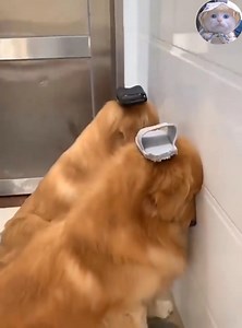 A dog has a passion for breaking things in the house #Dogs #CuteDogs #LoveDog #SmartDogs | Cat Lovers