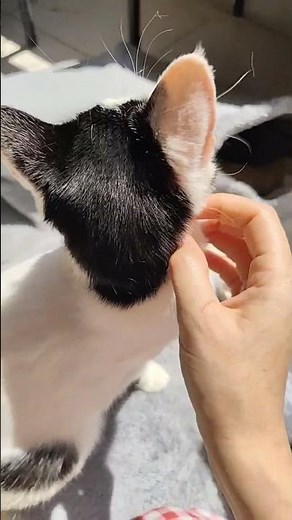 Rescue Cats Indoor Cuddles.❤️