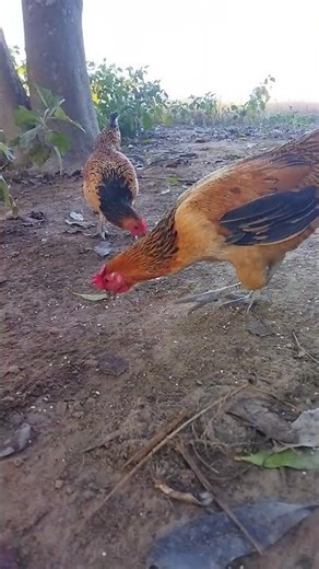 local murgi farm #chicken #chickenshop