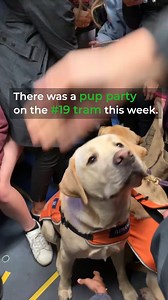 11K views · 402 reactions | DOGS ON A TRAM: Did you see the Ambassadogs on the number 19 tram? The paw-fect passengers were raising awareness and reminding people Guide Dogs are allowed to go anywhere, including trams. https://www.guidedogsvictoria.com.au/ | City of Melbourne | Facebook