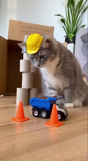 This Cat is Toilet-Trained?! 😂🚽 #CrazyCatVideo #PetLaughs
