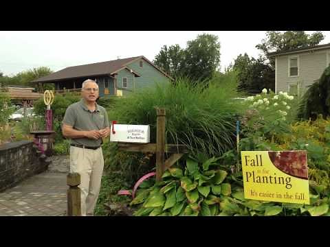 Landscape design - What to plant around a mail box