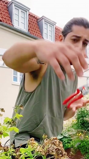 How to Move and Clone Rose Bushes: Essential Planting Tips