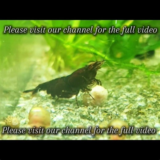 A Beginners Guide To Cherry Shrimp #shorts #short