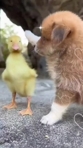 Adorable Puppy and Duckling Playtime Video