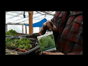 Planting Greenhouse Spinach