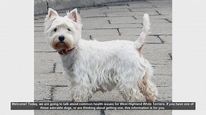 Common Health Issues in West Highland White Terriers