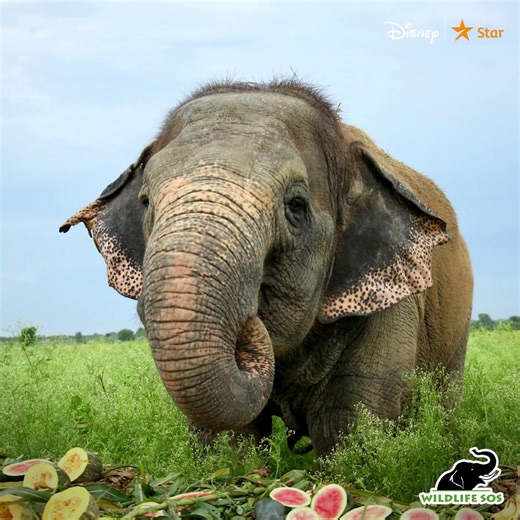  Happy World Elephant Day!  On this special day, we're proud to...
