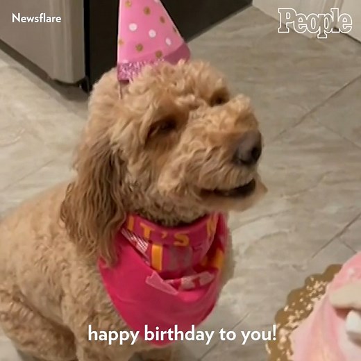 Happy birthday to the sweetest pup! | People