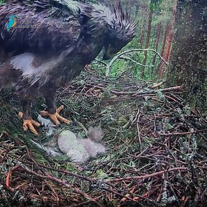 54K views · 607 reactions | Lesser spotted eagle Feed the baby in the nest well | Review All Birds | Facebook