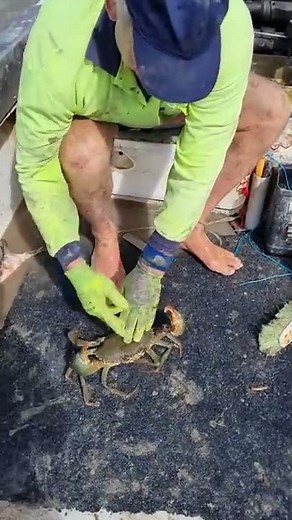How to safely grab a mudcrab every time #mudcrab #fishing #northqueensland