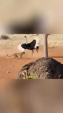 La Batalla Mortal de los Avestruces para Proteger a sus Crías 🦤🦁