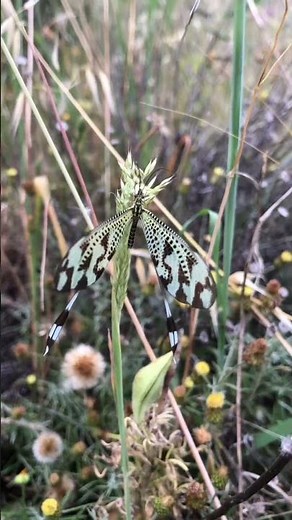 Mariposa extraña(todo sobre ella en la descripción)