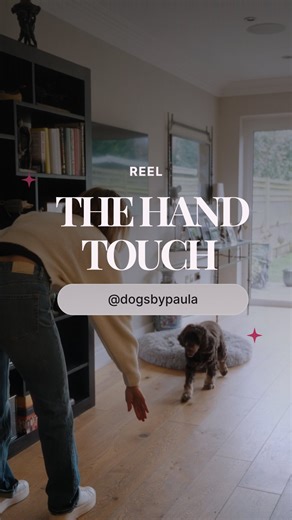 Paula O’Sullivan Dog Behaviour Specialist on Instagram: "The ‘hand touch’ 🤚✨ is such a quick, easy and incredibly useful training cue that almost any dog can learn in under 5 minutes. It’s a force-free, cooperative way to guide your dog in and out of situations without harsh handling 💛🐾 Here are just a few ways I use hand touch every single day: • out of the crate/bed 🛏️ • off the sofa 🛋️ • down the stairs ⬇️ • into the car 🚗 • in from the garden 🌿 • away from another dog/person 🐕🚶‍♀️ •