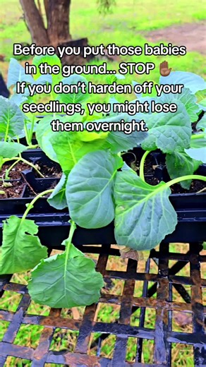 My seedlings are officially going outside to harden off for spring planting 🌞🌬️ If you started seeds indoors like I did, they are NOT ready for full sun, wind, and cool nights just yet. They’ve been living the soft life inside 😂 Hardening off is the process of slowly introducing your plants to outdoor conditions before transplanting them into the garden. This helps prevent: • Sunburned leaves • Transplant shock • Stunted growth • Plant loss Here’s how I harden off my plants: Day 1–2: 1–2 hour