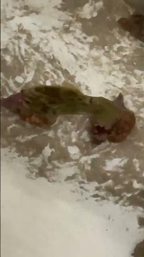 欲しかったカワハギが手に入り、水槽で泳がせます。この魚はヒレをなびかせ、回遊しているので、「魚感」が強く感じれます。飼育には最適。25センチあるので、ちょっと大き過ぎますが。
