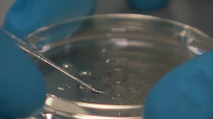 Lab-made ‘mirror bacteria’ risks life on Earth, scientists warn