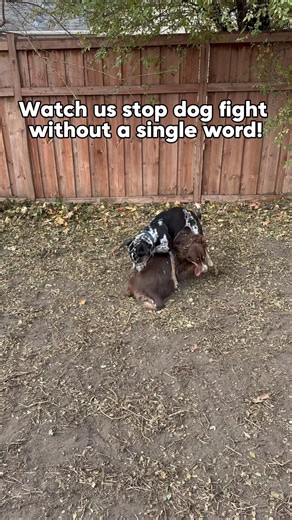 Inappropriate play behavior can occur for several different reasons. #dogplay #dogtrainer #dog