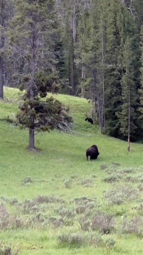 81K views · 828 reactions | Rare to see a bear -bison eating so closeto each other | Mamera | Facebook